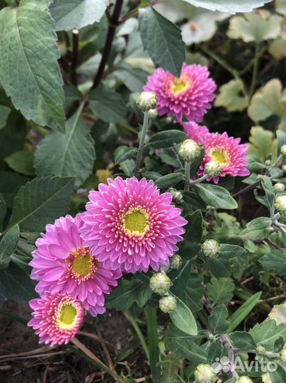 Хризантема