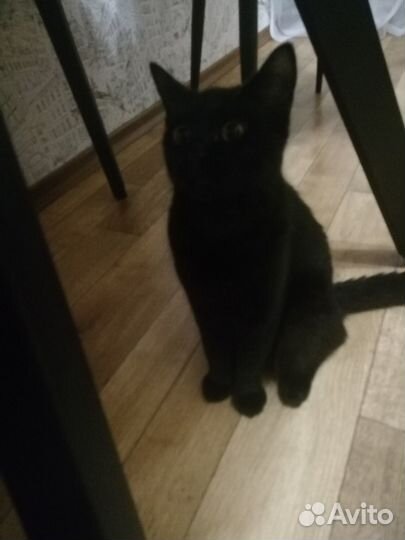 Котёнок Яшка