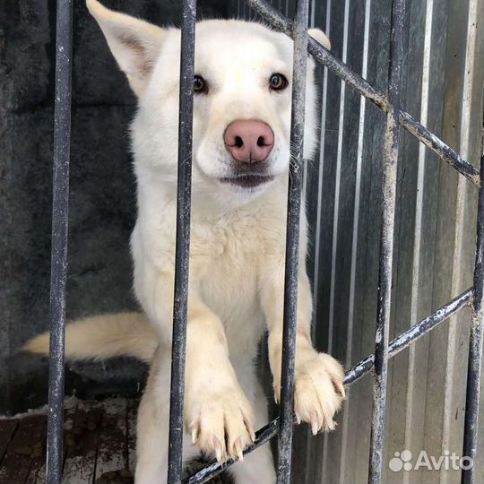 Шикарный пёс ищет Свой Дом