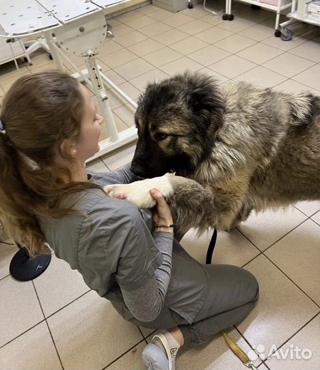 Передержка для животных с медицинским уходом