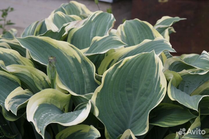 Хоста регал сплендор