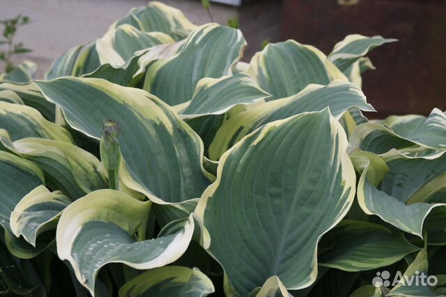 Хоста регал сплендор