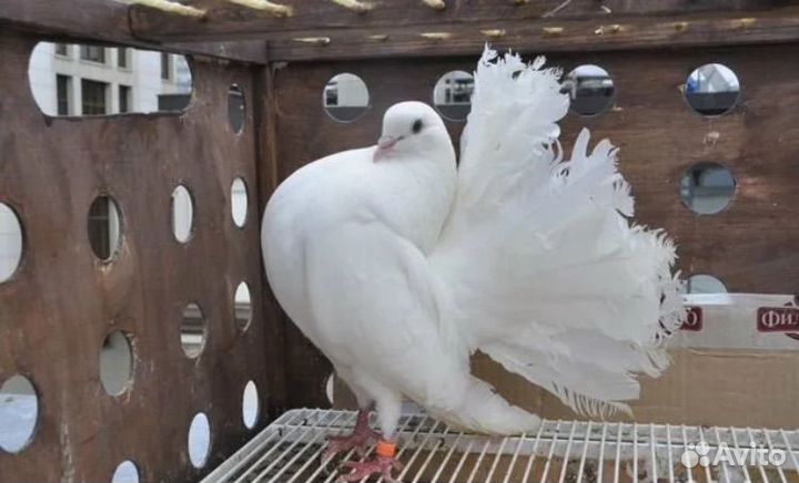 Продажа голубей павлинов