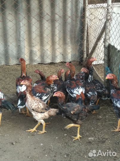 Бойцовые петухи и куры, узбекские голуби