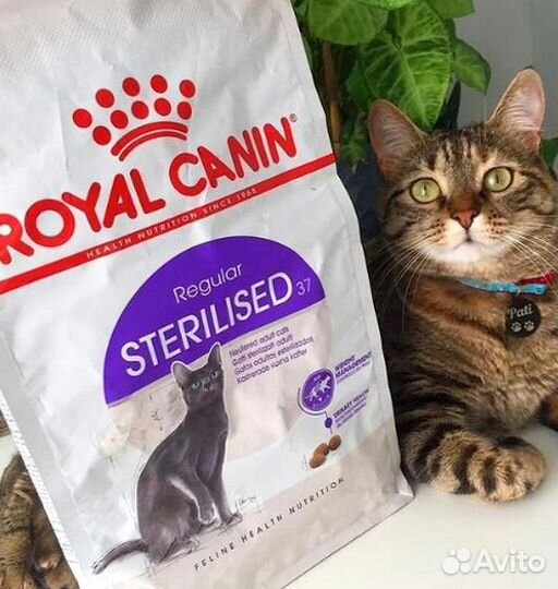 Kорм для кошек royal canin Royal Canin сухой для к