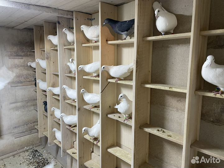 Голуби чехи