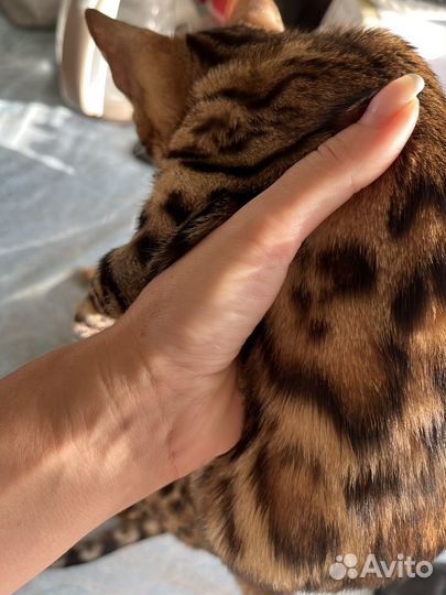 Бенгальские котята