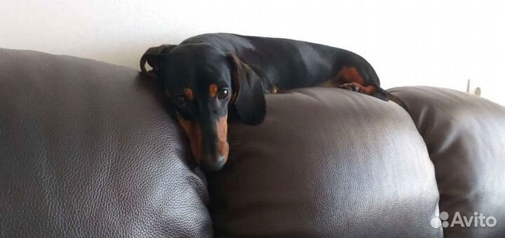 Кобель для вязки такса