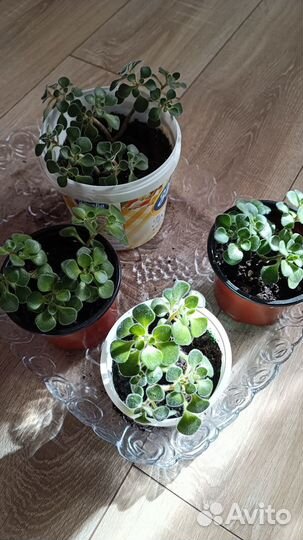 Аихризон дерево любви