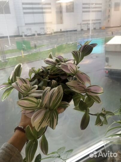 Традесканция