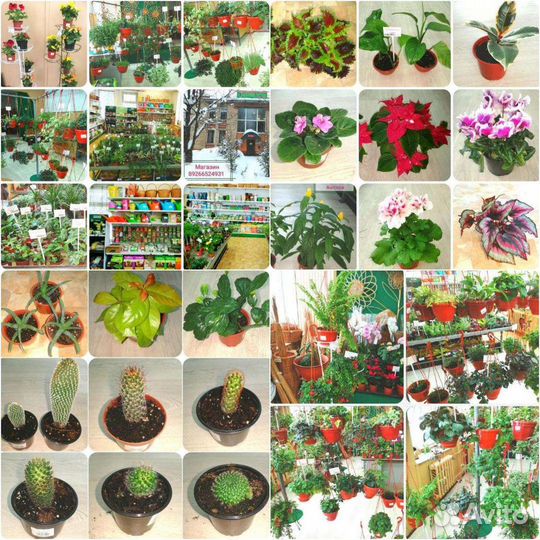 Комнатные цветы