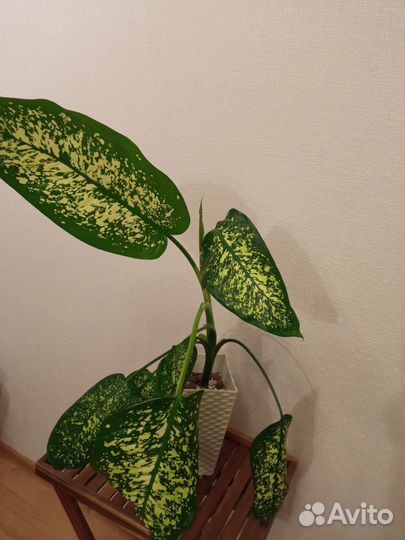 Взрослые большие цветы растения