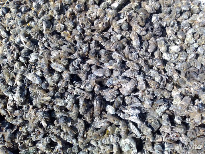 Подмор пчелиный