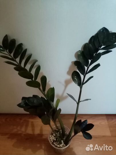 Замиокулькас Черный ворон (Raven) и Супер Нова