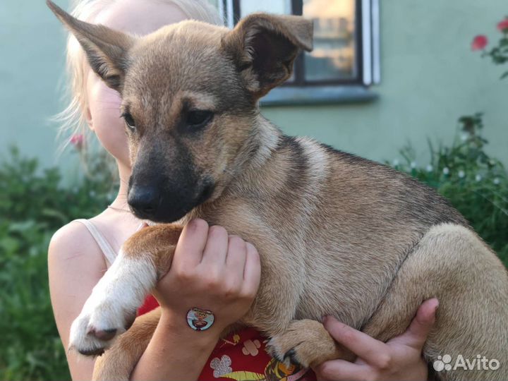 Рыжий щенок 3 мес. в дар