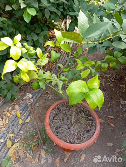 Лимонное дерево