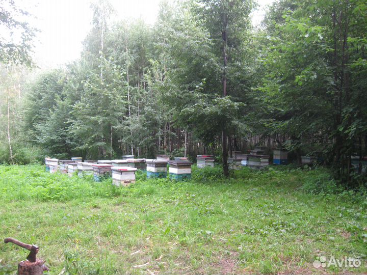 Пчелосемьи пчелопакеты