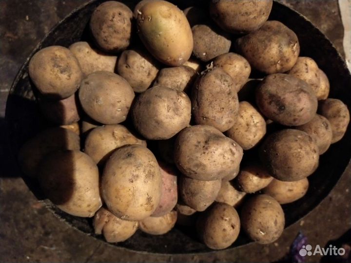 Продукты питания