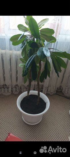 Продам цветы комнатные