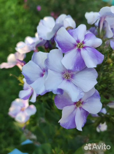 Флоксы сортовые разные