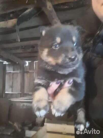 Щенки, мама-хаска