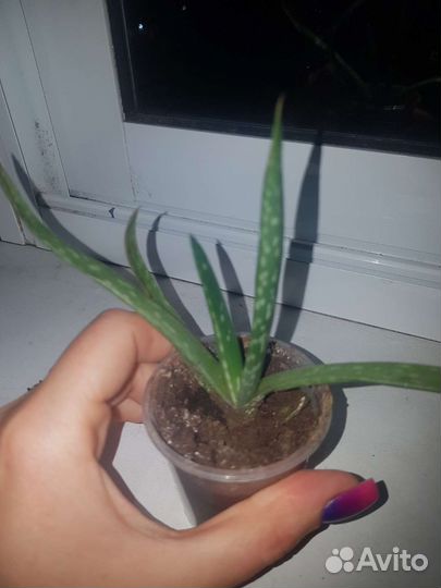 Алое лечебный