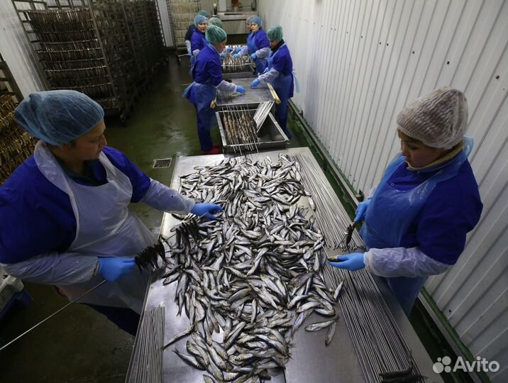 Подсобный рабочий на рыбное производство. Вахта