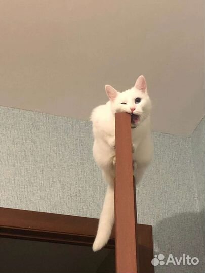 Кошка в добрые руки