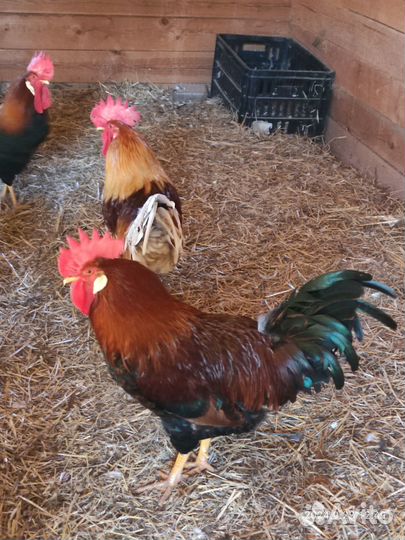 Молодые петухи