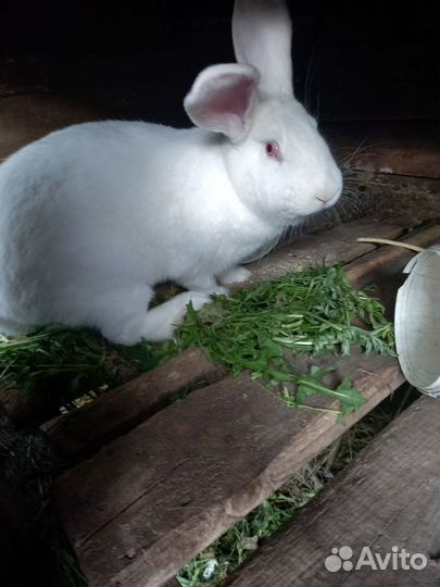 Продам крольчиху