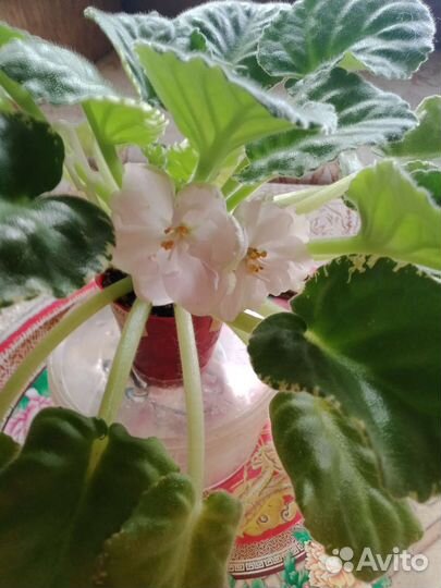 Сортовые Фиалки