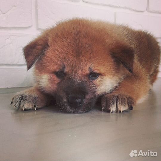 Щенок акита ину
