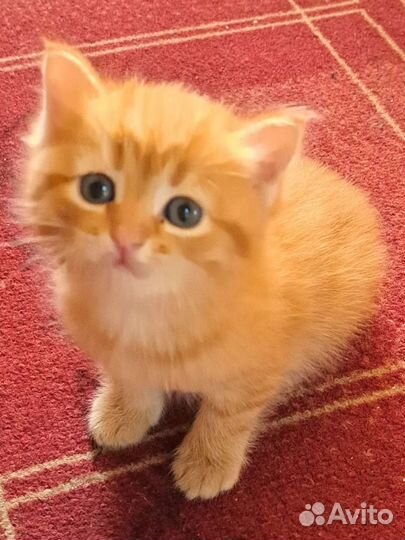 Кошка в дар бесплатно