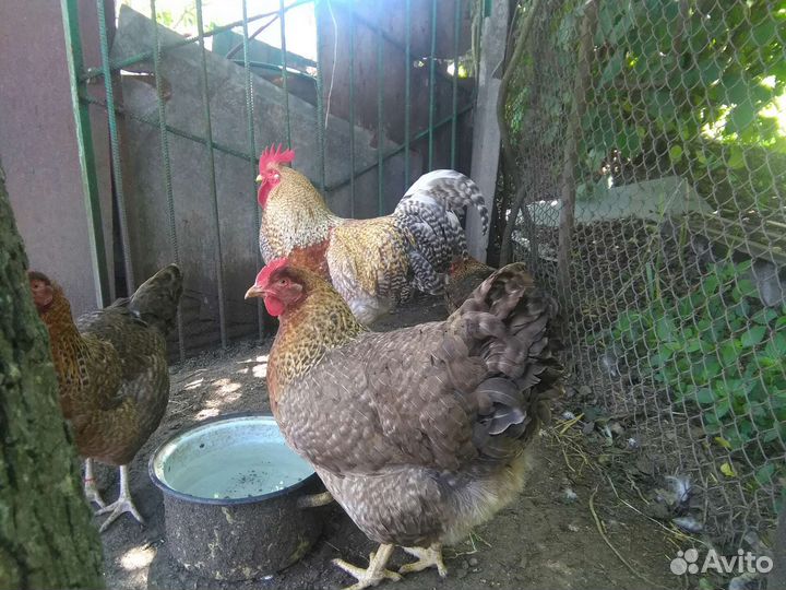 Инкубационное яйцо. Цыплята.Куры