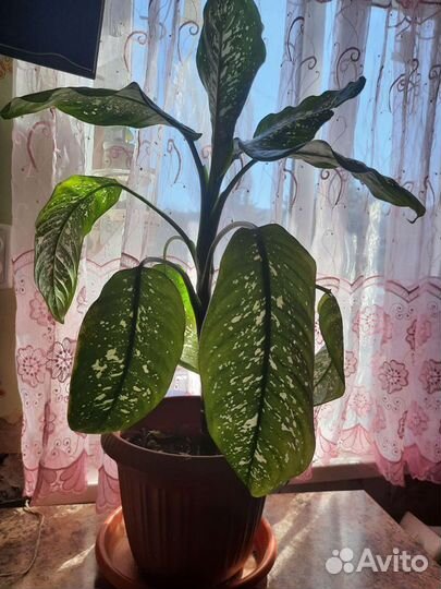 Диффенбахия