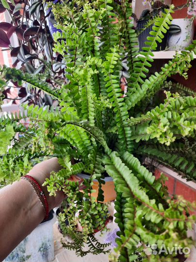 Папоротник cordifolia handy редкость