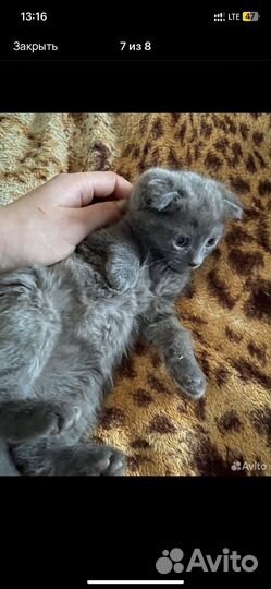 Котик. Смесь британца- с шотландской вислоухой