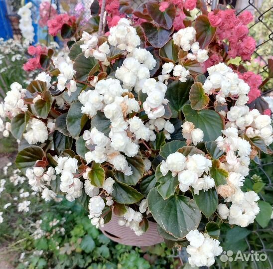 Бегония вечноцветущая белая