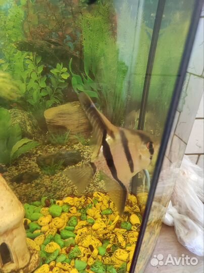 Аквариумные рыбки