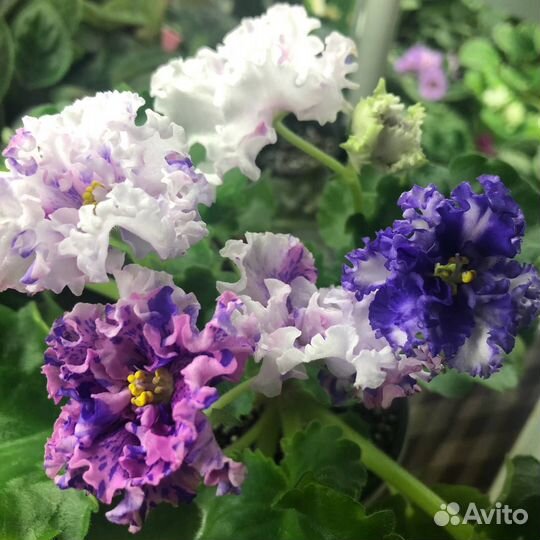 Сортовые фиалки