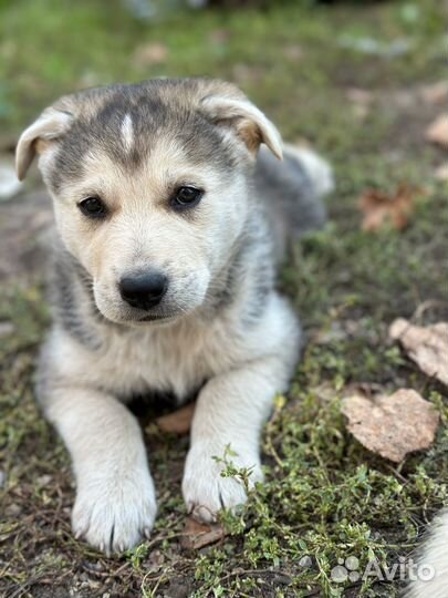 Щенок 1,5 мес