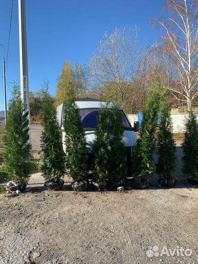 Туя смарагд колумна брабанд самшит буксус