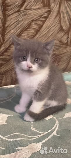 Котята породистые