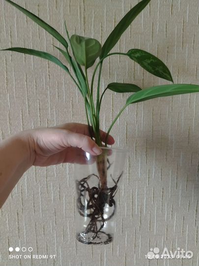 Аглаонема Трейба