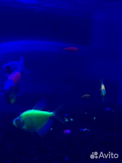 Аквариумные рыбки