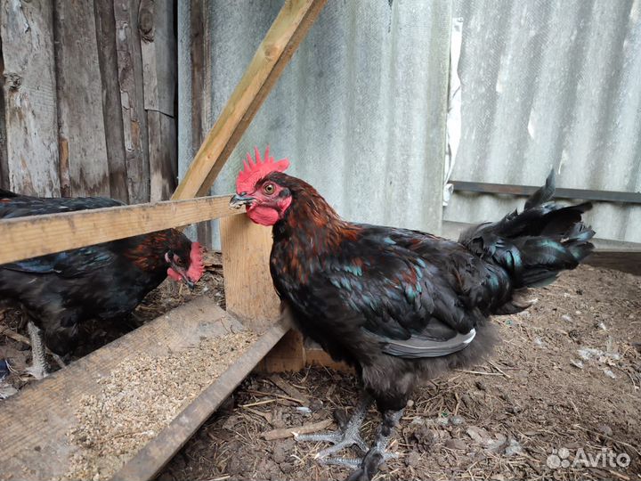 Молодые петушки