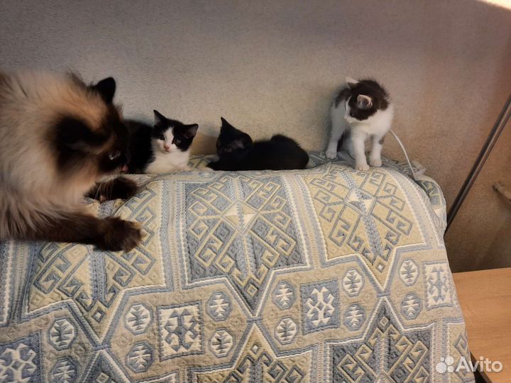 Котята в добрые руки