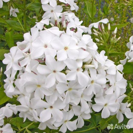 Флоксы сортовые