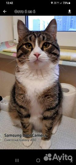 Котик 3 года