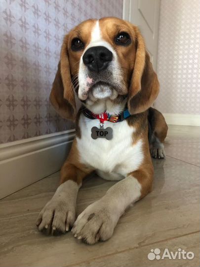 Бигль вязка